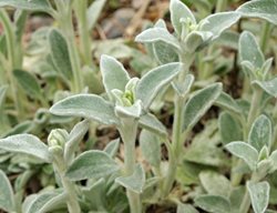 'silky Fleece' Lamb's Ear, Stachy Byzantina Plant
Shutterstock.com
New York, NY