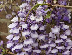 Silky Wisteria, Wisteria Brachybotrys, Wisteria Venusta
Shutterstock.com
New York, NY