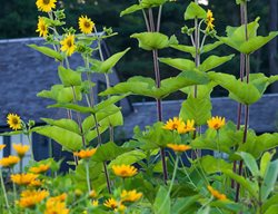 Silphium Perfoliatum, Cup Plant
Larry Weaner Landscape Associates
Glenside, PA