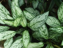Silver Bay Aglaonema, Aglaonema Commutatum
Shutterstock.com
New York, NY