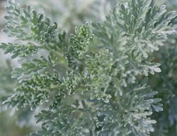 Silver Brocade Artemisia, Artemisia Stelleriana, Wormwood
Shutterstock.com
New York, NY