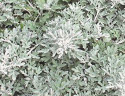 Silver Bullet Wormwood, Artemisia Stelleriana
Proven Winners
Sycamore, IL