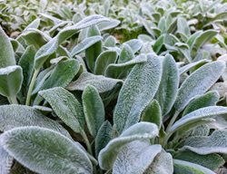 'silver Carpet' Lamb's Ear, Stachys Byzantina
Shutterstock.com
New York, NY