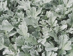 Silver Cascade Dusty Miller, Artemisia Stelleriana, Dusty Miller Plant
Proven Winners
Sycamore, IL