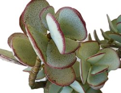 Silver Dollar Jade, Silver Jade Plant 
Proven Winners
Sycamore, IL