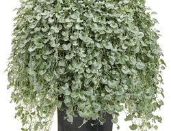 Silver Falls Dichondra, Dichondra Argentea, Silver-Green Foliage
Proven Winners
Sycamore, IL