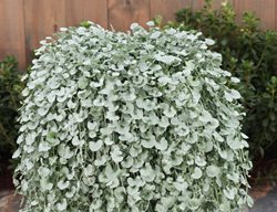 Silver Falls Dichondra, Dochondra Argentea
Proven Winners
Sycamore, IL