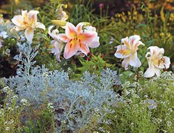 Silver Foliage, Lilies
St. Lynn's Press
Pittsburgh, PA