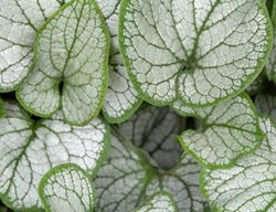 Silver Heart Brunnera, Brunnera Macrophylla
Shutterstock.com
New York, NY