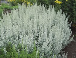 Silver King White Sage, Artemisia Ludoviciana
Millette Photomedia
