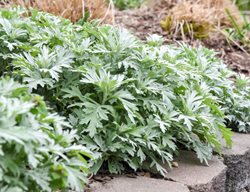 'silver Lining' Artemisia, White Sagebrush
Proven Winners
Sycamore, IL