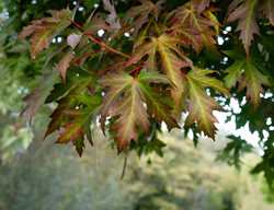 Silver Maple Tree Leaves, Acer Saccharinum
Shutterstock.com
New York, NY
