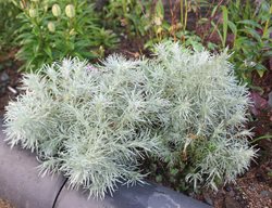 Silver Mound Artemisia, Artemesia Schmidtiana
Shutterstock.com
New York, NY