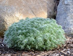 Silver Mound Wormwood, Artemisia Schmidtiana
Shutterstock.com
New York, NY