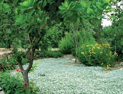  Silver Ponyfoot, Groundcover
Ten Speed Press
Berkeley, CA