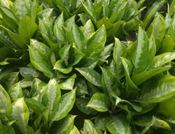 Silver Queen Aglaonema, Chinese Evergreen
Shutterstock.com
New York, NY