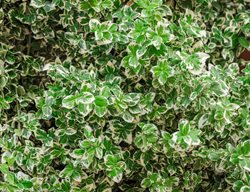 Silver Queen Euonymus, Variegated Foliage
Shutterstock.com
New York, NY