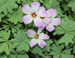 Silver Shamrock, Oxalis Adenophylla
Shutterstock.com
New York, NY