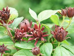 Simply Scentsational Sweetshrub, Calycanthus Floridus
Proven Winners
Sycamore, IL