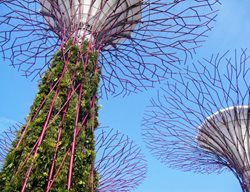 Singapore-Gardens-By-The-Bay-Supertree-Close
Garden Design
Calimesa, CA