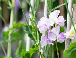 Sir Jimmy Shand Sweet Pea Flowers, Purple And White Sweet Pea Flower
Shutterstock.com
New York, NY