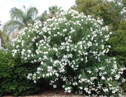 Sister Agnes Oleander, White Oleander
Flickr
