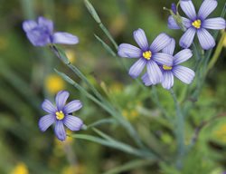 Sisyrinchium Bellum (blue-Eyed Grass)
Garden Design
Calimesa, CA