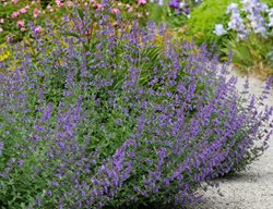 Six Hills Giant Catmint, Nepeta
Alamy Stock Photo
Brooklyn, NY