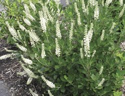 Sixteen Candles Clethra, Clethra Alnifolia
Millette Photomedia
