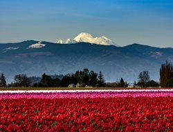 Skagit Valley Tulip Festival
Garden Design
Calimesa, CA