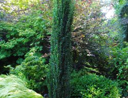 Sky Pencil Holly, Ilex Crenata 'sky Pencil'
Garden Design
Calimesa, CA