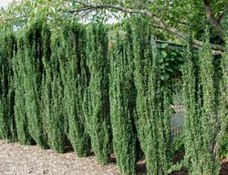 Sky Pencil Japanese Holly, Ilex Crenata
Millette Photomedia

