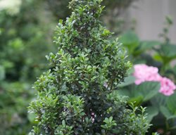 Sky Pointer Holly, Japanese Holly, Sky Box
Proven Winners
Sycamore, IL