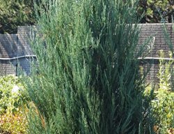Skyrocket Rocky Mountain Juniper, Juniperus Scopulorum, Juniper Tree
Millette Photomedia
