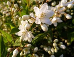 Slender Deutzia, Deutzia Gracilis
Flickr
