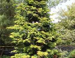 Slender Hinoki False Cypress, Chamaecyparis Obtusa
Millette Photomedia
