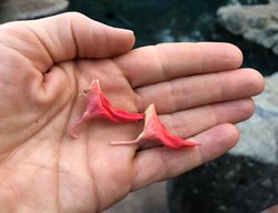 Slipper Flower, Euphorbia Lomelii
Garden Design
Calimesa, CA