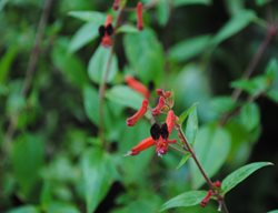 Slipper Flower, Euphorbia Lomelii
Garden Design
Calimesa, CA