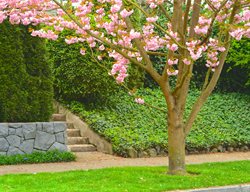 Sloped Yard With Ivy, Stabilized Hillside
Garden Design
Calimesa, CA
