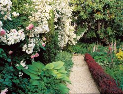 Small Backyard, White Roses, Barberry Hedge
William Morrow Garden Design
Washington D.C., 