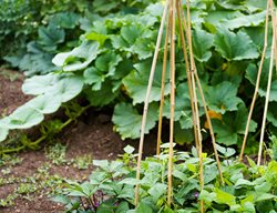 Small Garden, Vegetable Tepee
Garden Design
Calimesa, CA