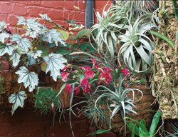 Small Garden, Vertical Garden, Begonias, Air Plants
William Morrow Garden Design
Washington D.C., 