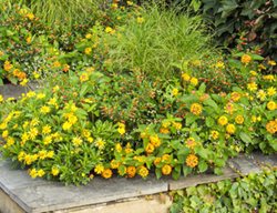 Small Pollinator Garden
Proven Winners
Sycamore, IL