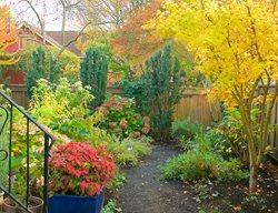 Small Urban Yard, Fall Color
Garden Design
Calimesa, CA