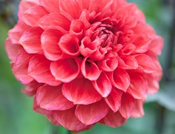 Smarty Pants Dahlia, Coral Flower
Garden Design
Calimesa, CA