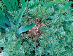 Sml15_gdapr06
Garden Design
Calimesa, CA