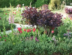 Smokebush, Shrub
Garden Design
Calimesa, CA