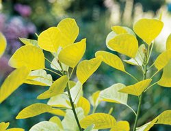 Smoketree Golden Spirit, Cotinus Coggygria
Western Hills Garden
Occidental, CA
