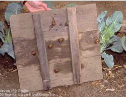 Snail Board Trap
Garden Design
Calimesa, CA