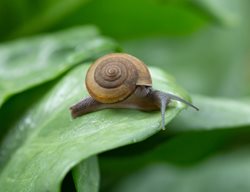 Snail On Leaf, Garden Snail
Shutterstock.com
New York, NY